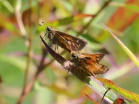 819A0689Skippers