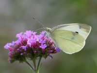 819A0717Cabbage_White