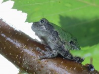 819A0749Gray_Tree_frog