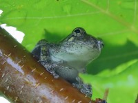 819A0756Gray_Tree_frog