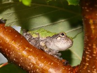 819A0787Gray_Tree_frog