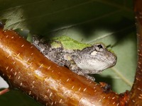 819A0792Gray_Tree_frog