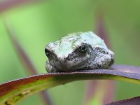 819A0804Gray_Tree_frog