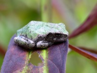 819A0814Gray_Tree_frog