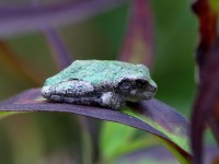 819A0850Gray_Tree_frog