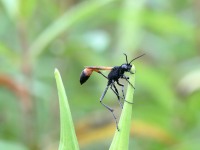 819A0853Thread-waisted_Wasp_Ammophila_Procera