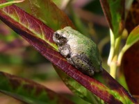 819A0878Gray_Tree_frog