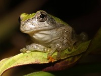 819A0887Gray_Tree_frog