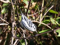 819A0893Black-and-white_Warbler