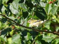 819A0920Tennessee_Warbler