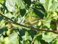 819A0921Tennessee_Warbler