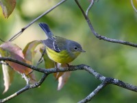 819A0938Magnolia_Warbler