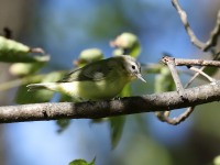 819A1038Philadelphia_Vireo