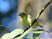 819A1053Philadelphia_Vireo