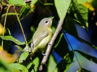 819A1062Philadelphia_Vireo