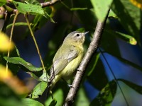 819A1063Philadelphia_Vireo