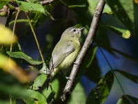 819A1064Philadelphia_Vireo