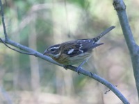 819A1110Rose-breasted_Grosbeak