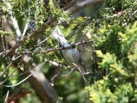 819A1127Cape_may_Warbler_My_Yard