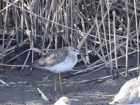 819A1452Wood_Sandpiper