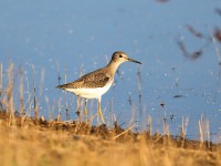 819A1472Solitary_Sandpiper