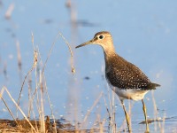 819A1477Solitary_Sandpiper