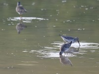 819A1499Stilt_Sandpipers