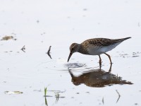 819A1550Pectoral_Sandpiper