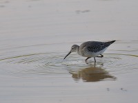 819A1561Stilt_Sandpiper