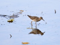 819A1609Pectoral_Sandpiper