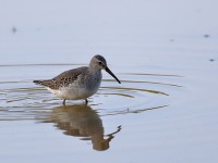 819A1700Stilt_Sandpiper