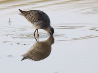 819A1712Stilt_Sandpiper