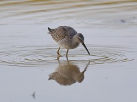 819A1730Stilt_Sandpiper