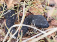 819A1758Timber_Rattlesnake