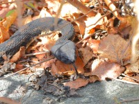 819A1763Timber_Rattlesnake