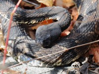 819A1767Timber_Rattlesnake