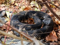 819A1774Timber_Rattlesnake