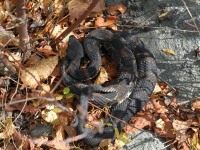 819A1791Timber_Rattlesnake