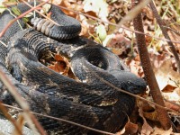 819A1793Timber_Rattlesnake