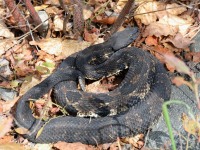 819A1796Timber_Rattlesnake