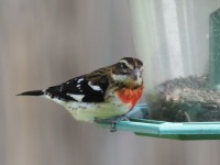 0J6A2842Rose-breasted_Grosbeak