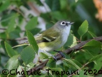 0J6A3162Blue-headed_Vireo_PA_Yard