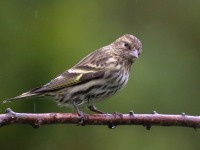 0J6A3210Pine_siskin