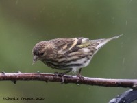 0J6A3243Pine_Siskin_PA_Yard