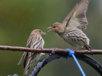 0J6A3249Pine_siskins