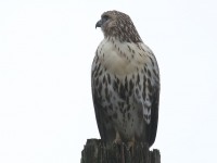 0J6A3261Red-tailed_Hawk_PA_Yard