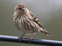 0J6A3272Pine_siskin_PA_Yard