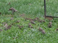 0J6A3274_29_Pine_siskin_PA_Yard