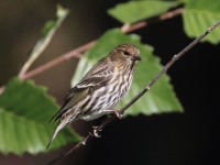 0J6A3285Pine_siskin_PA_Yard