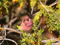 0J6A3335Purple_Finch_PA_Yard